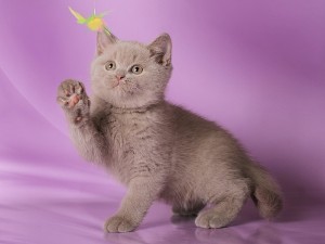 Лиловый британский котенок. Котенок британец лилового окраса          